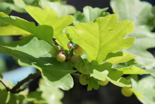 I’m growing some potted English oak trees and one of them has some of these cool little galls 