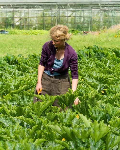 Charlotte of Glebelands City Growers wading through a sea of summer squash just outside of Mancheste