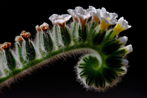 wapiti3:  Macro Flower by Yavuz Sariyildiz on Flickr.