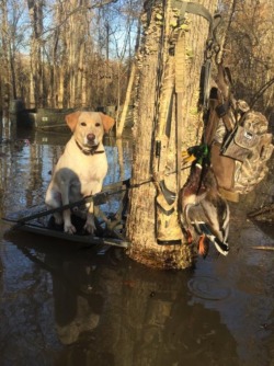 Gentleman Bobwhite