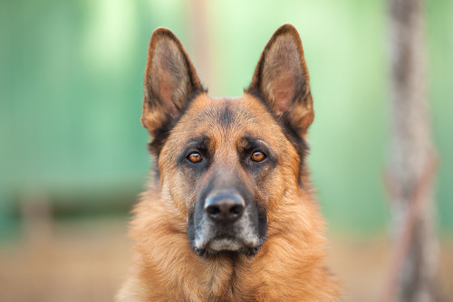 the-love-of-dogs: (via t h e . b o s s by Lothar Adamczyk / 500px)