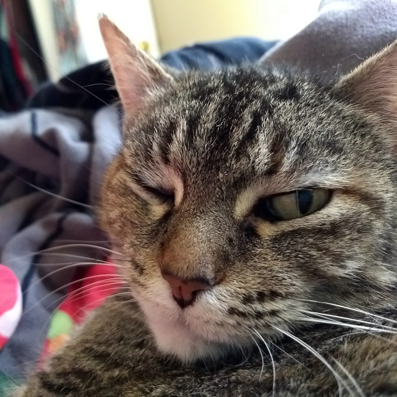 catsuggest:  Only open one eye to express disapproval of human who makes too much