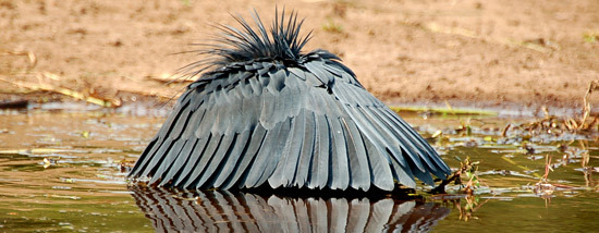 for-science-sake:  The Black Egret is a species of bird that occupies African, coastal
