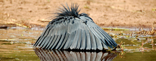 for-science-sake:The Black Egret is a species of bird that occupies African, coastal streams, rivers