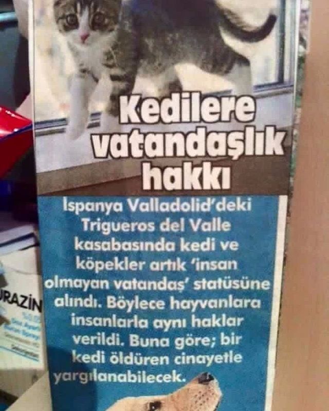 Kedilere
vatandaşlik
hakk
I...