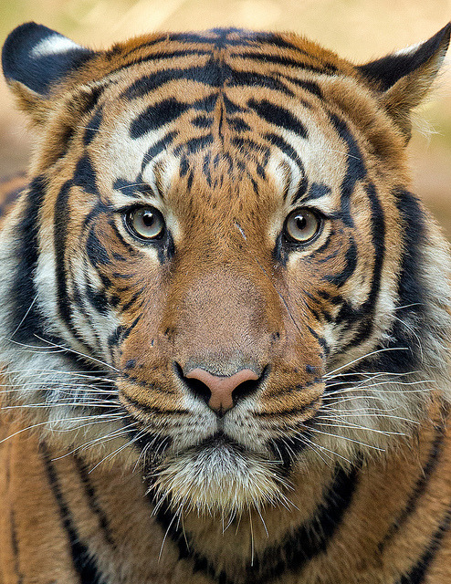 jaws-and-claws:  Connor_25Q6361 by day1953 on Flickr. 