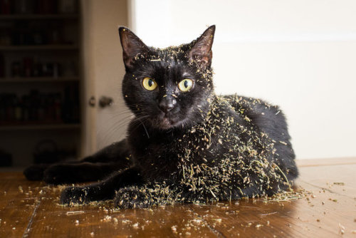 orbeavariegata:Cats High On Catnip x