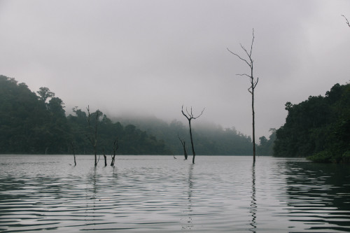 Misty Lake 