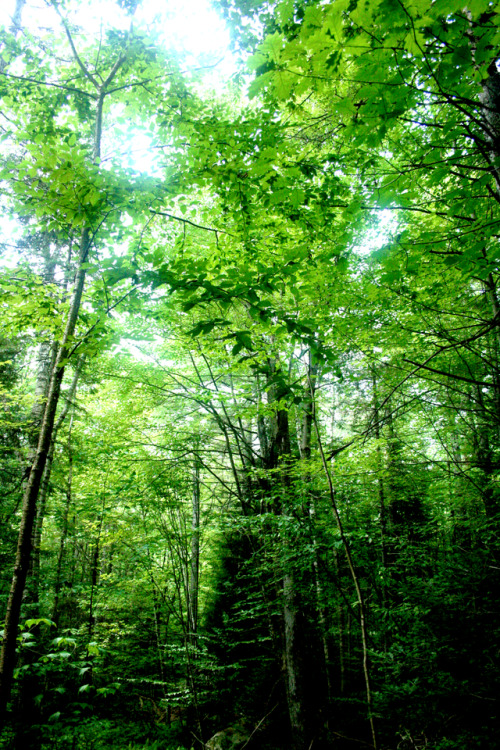 twilightsolo-photography: Woods of Summer GreenMy sister’s land in NH.  ©twilightsol