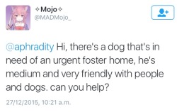 3afra:  PLEASE HELP SAVE THIS DOG!  If you’re in the UAE &amp; want to foster him or even rescue him, please please contact 055 503 3930 or @madmojo_ on Twitter. If nobody takes him by 5 PM, he’ll be put to sleep. PLEASE HELP.  IF YOU CANT FOSTER