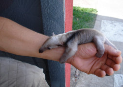 garbage420:  look at this baby anteater  