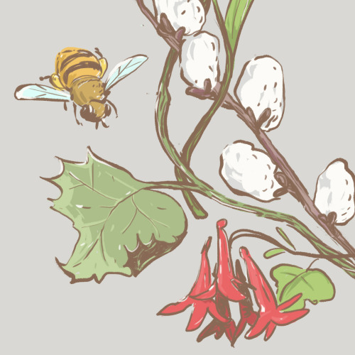 Gift illustration for my friends&rsquo; wedding invitations. Amanda likes pussy willows, dr