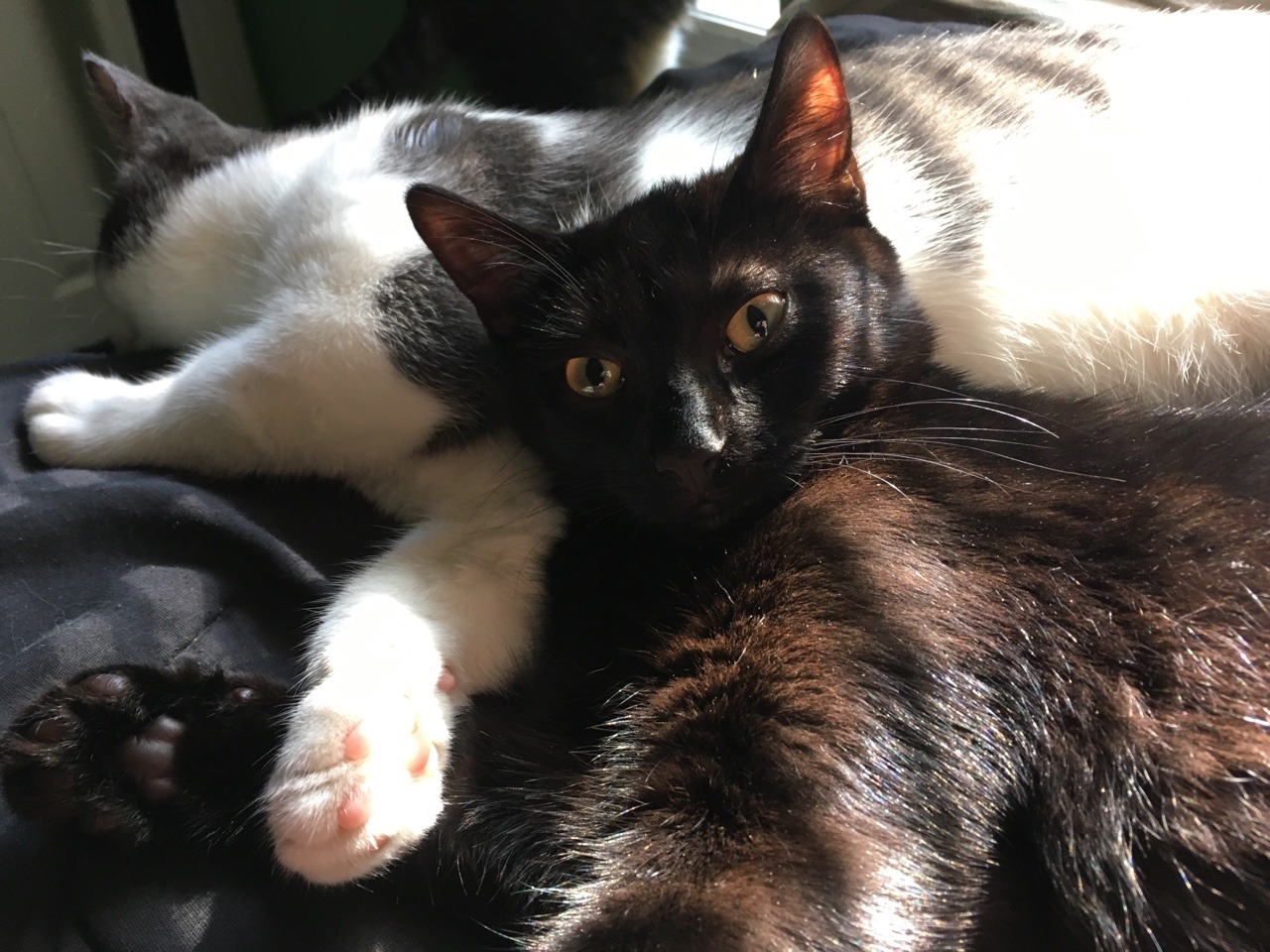 theshadowytiger:  When you take selfies in the middle of cuddles and no one notices.