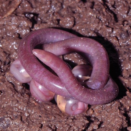 butchkitten: caecilian motherhood moodboard