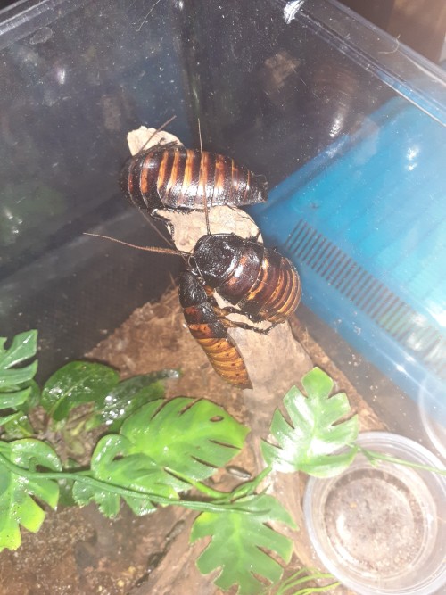 Added More Decor To The Madagascar Hissing Roach Enclosure