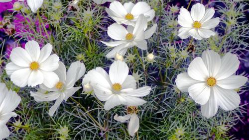 Beds and Borders - Cosmos. 