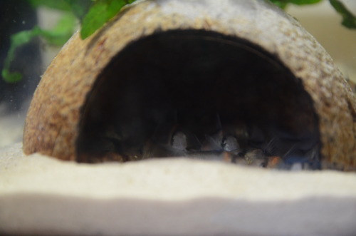 adolfoi - My cories love coconut shelter.Before flash, after...