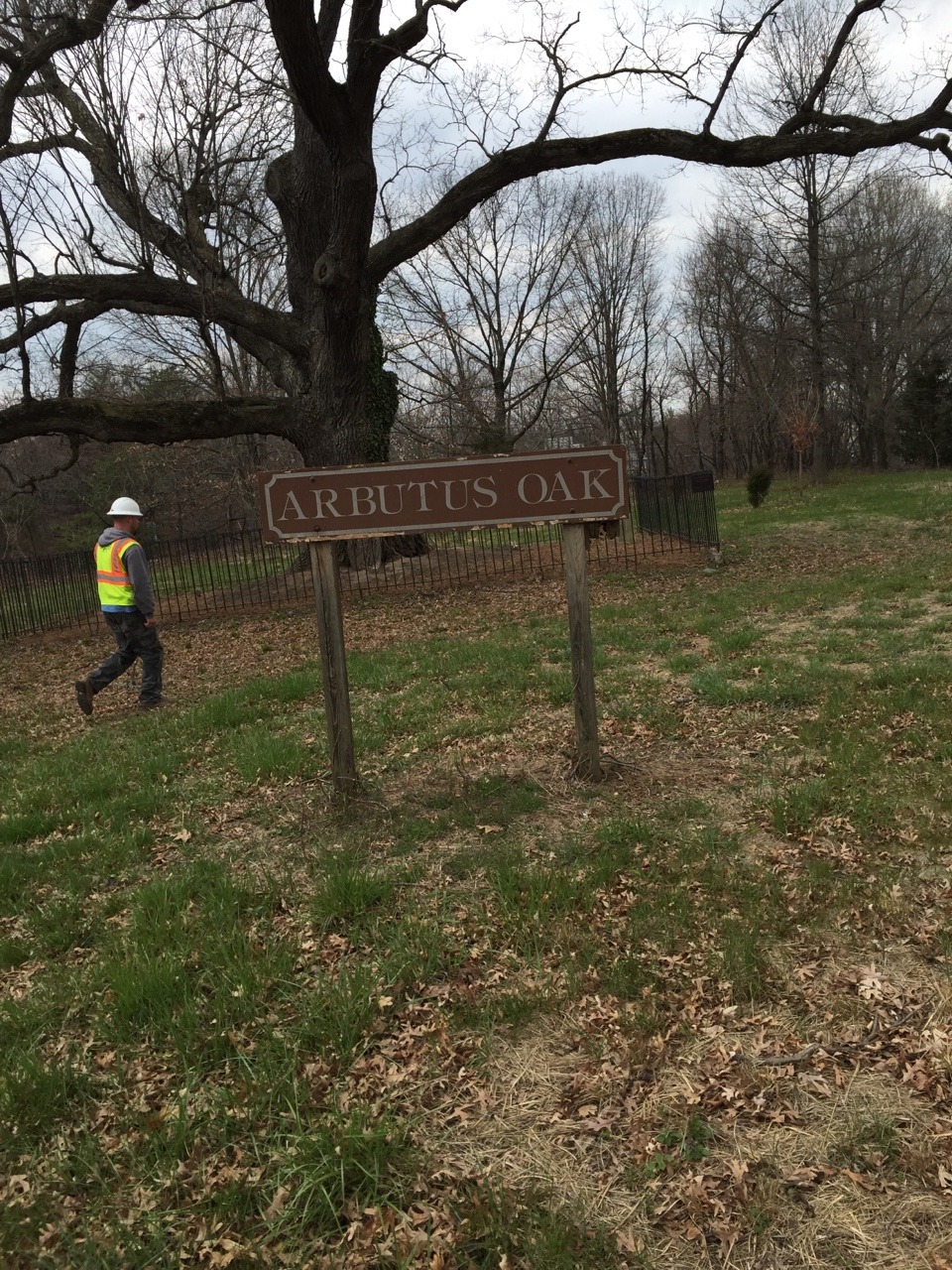 Noticed this today in the woods in Baltimore .. right off 95 . Cool to see this in