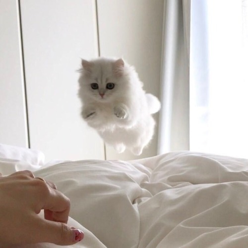 kitty:  she fly
