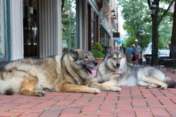 tom-sits-like-a-whore:  freshest-tittymilk:  portraits-of-america:       “I got both of them from local shelters. When I got her in 2006, the staff told me she was a shepherd husky. I go to the dog park, I’m meeting people with shepherd husky mixes,