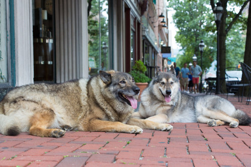 freshest-tittymilk:portraits-of-america:       “I got both of them from local shelters. When I got her in 2006, the staff told me she was a shepherd husky. I go to the dog park, I’m meeting people with shepherd husky mixes, and they look nothing