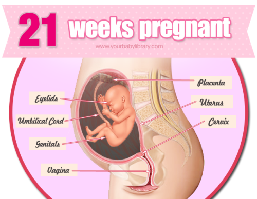 While 21 weeks pregnant your pregnancy will seem more real to you than it has before. Your baby is a