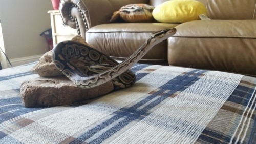 allsnekky: Rock Queen