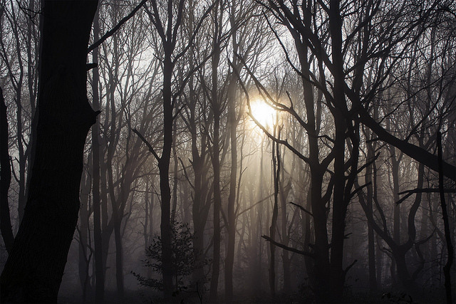 90377:  Forest by thatthinguy13 on Flickr. 