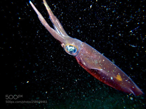 lifeunderthewaves:Squid in the dark by joan35