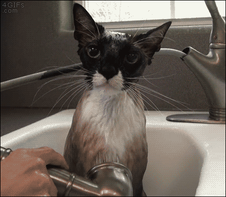 4gifs:  “I’ll allow it.” - Cat. [video] 
