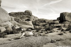 Brooke Lynne | David Winge Joshua Tree