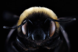 guardian:  Bees like you’ve never seen them before - in pictures Staff at the US Geological Survey Bee Inventory and Monitoring Laboratory in Maryland has been photographing bees and other insects for seven years to help record and identify different