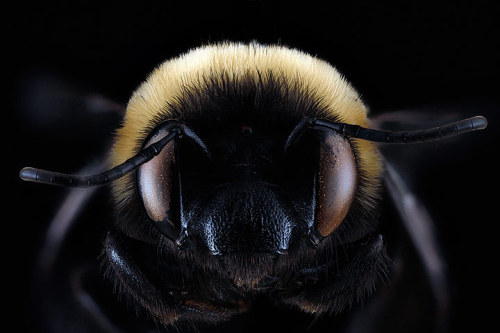 Porn photo guardian:  Bees like you’ve never seen