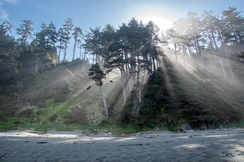 amazinglybeautifulphotography:Rays of light through coastal pines in Washington [2048x1365][OC] - Au