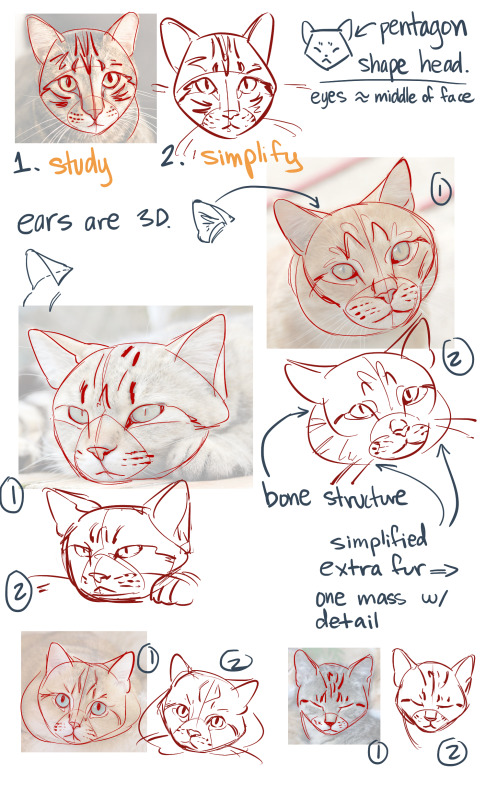 Featured image of post Fluffy Cat Drawing Reference Useful drawing references and sketches for beginner artists