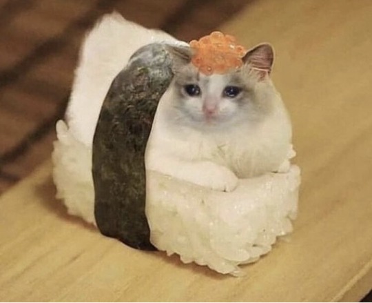 the battle cats wiki sushi cat