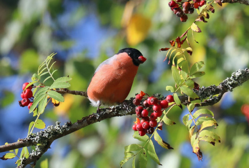 A bullfinch/domherre enjoying rowan berries.