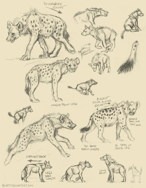 how to draw hyena