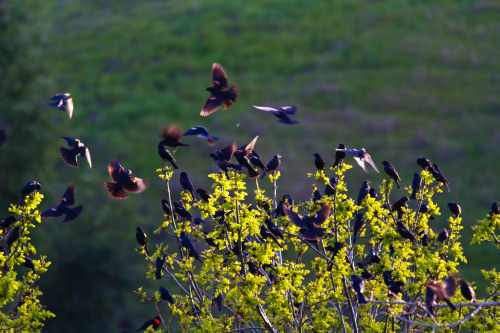 Tricolored Blackbird (Agelaius tricolor)Red-winged Blackbird (Agelaius phoeniceus)© Davor Desancic