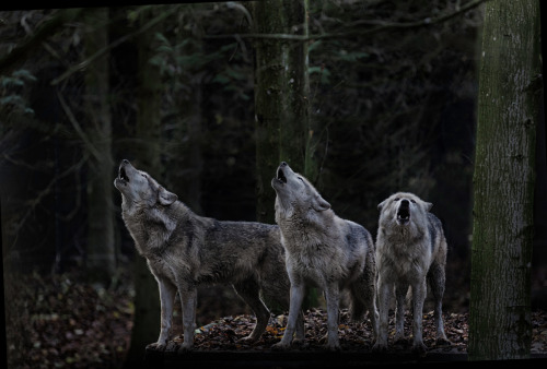 XXX ancientdelirium:  (via 500px / The Howling! photo