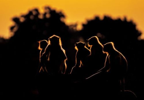 Top Shot: Monkeying Around with Golden HourTop Shot features the photo with the most votes from th