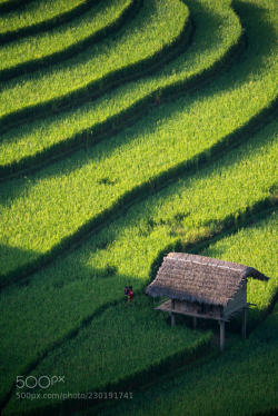 socialfoto:Light and shadow on terraced rice