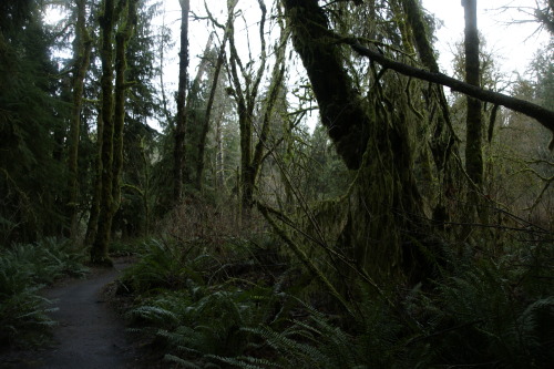 pnw-forest-side: Watershed in winter