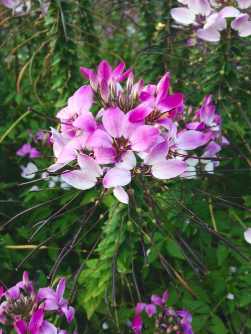 9.5.16 - A spider flower ❤️