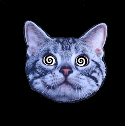 hesthunderst0rms:  got bored… so i made another crazy cat gif… 