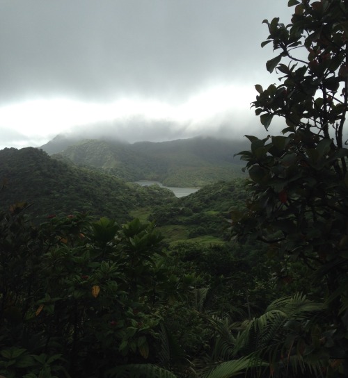 foxinthewheatfield: Hike in the rainforest of the Commonwealth of Dominica, Lesser Antilles I’