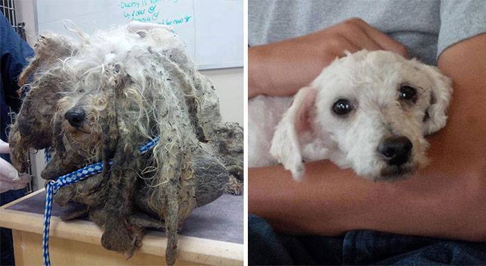 radi-0-active:  bestvidsonline:  Rescued dogs - before and after! These people who