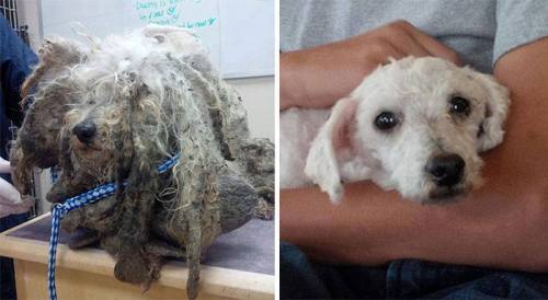 Sex  Rescued dogs - before and after! These people pictures