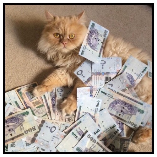 https://instagram.com/p/9TEXrmg881/that’s the money cat reblog this picture in 20 seconds and 
