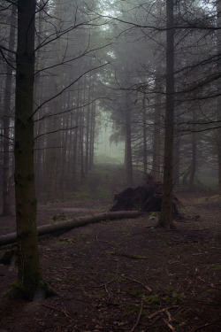 90377:  Fallen tree by void-manifest on Flickr. 